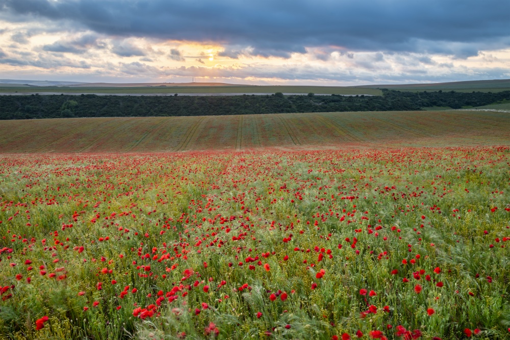 Stunning landscape image of poppy field in English countryside during Summer sunset with beautiful sky and cloud formations