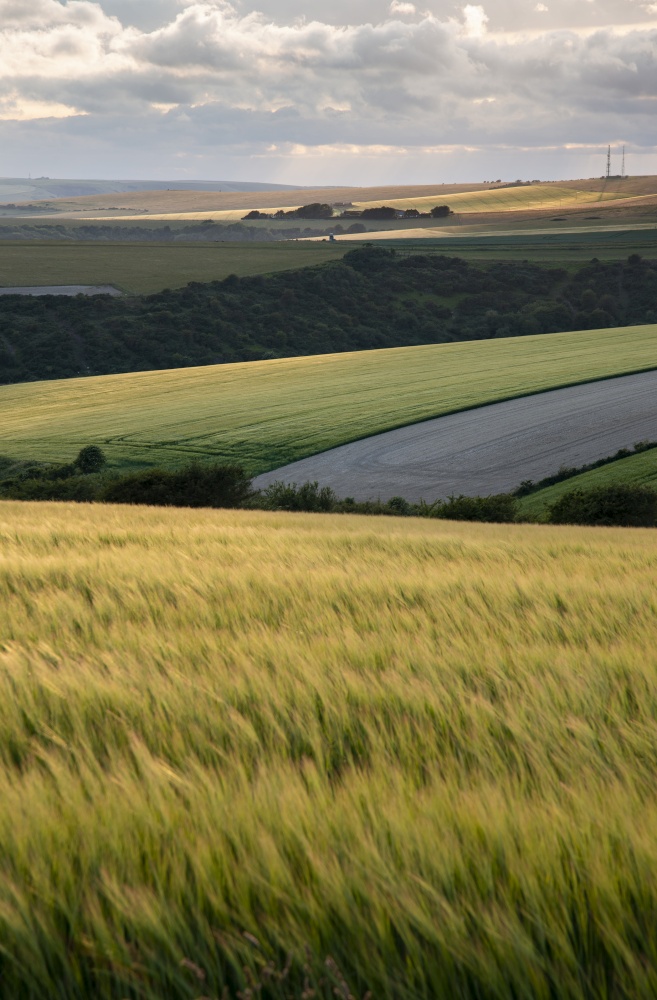 Beautiful lnadsape image of field of barley crop at sunset in English countryside