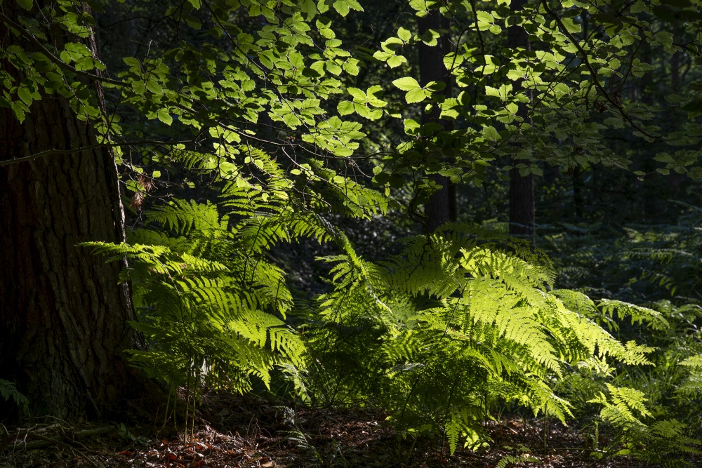 Stunning forest landscape image during Summer with evening sunlight backlighting the leaves on the trees and foliage on the ground