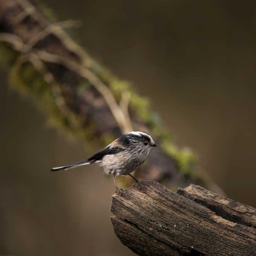 Beautiful image of Long Tailed Tit bird Aegithalos Caudatus on branch in Spring sunshine
