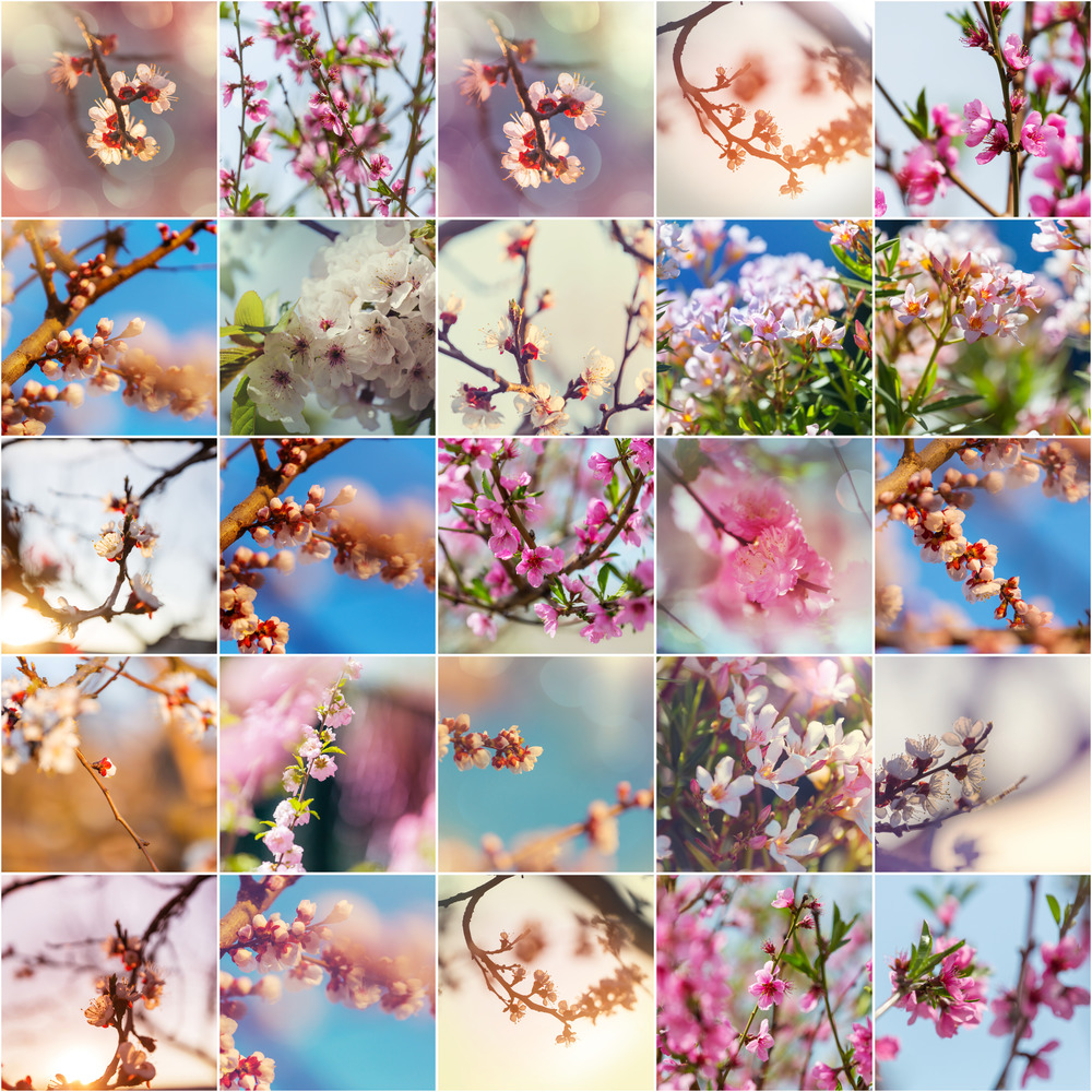 Spring garden collage,blossoming tree and flowers set. Springtime concept.