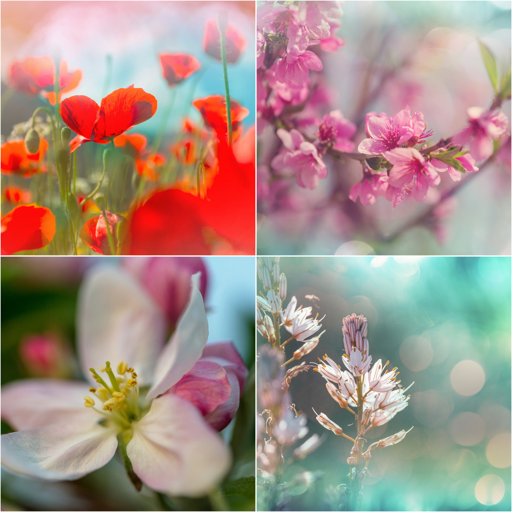 Different flowers collection.Spring theme set.