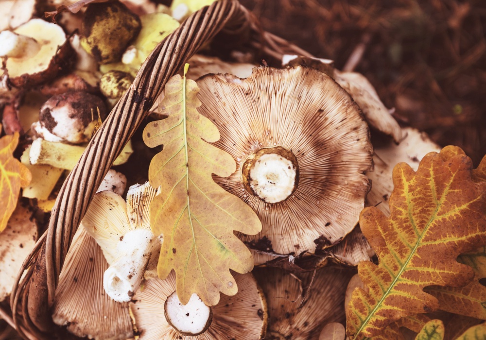 Fresh yellow mushrooms in Fall season