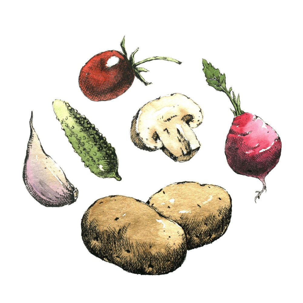 Hand-drawn watercolor image of vegetables. JPEG only