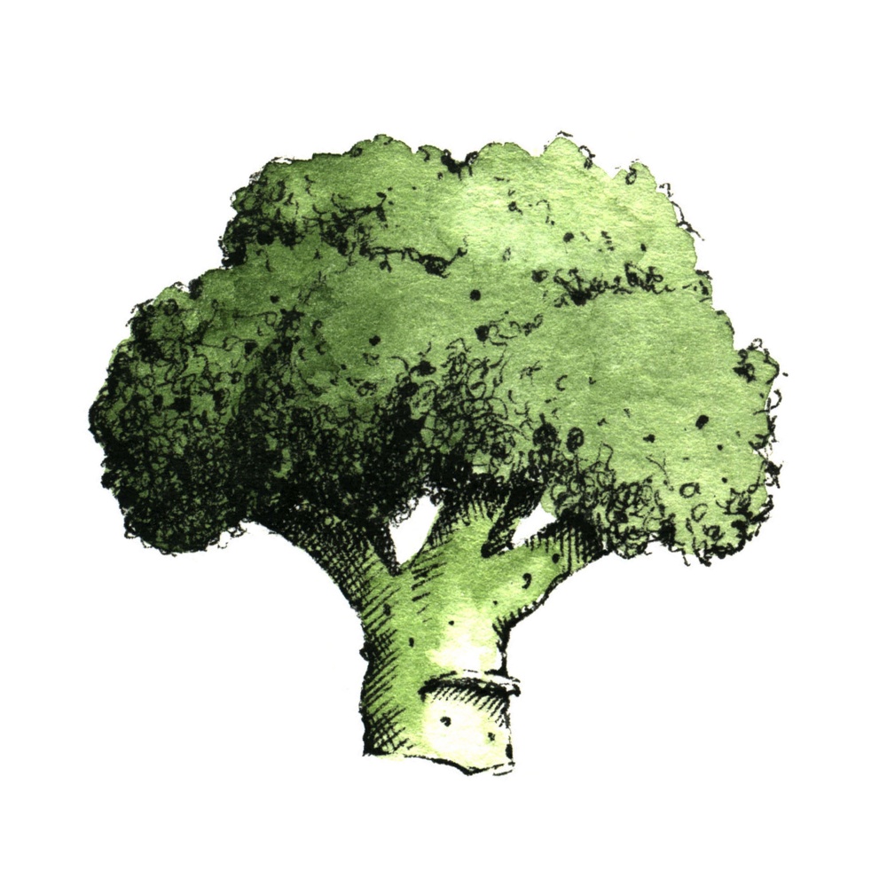 Hand-drawn watercolor image of broccoli. JPEG only