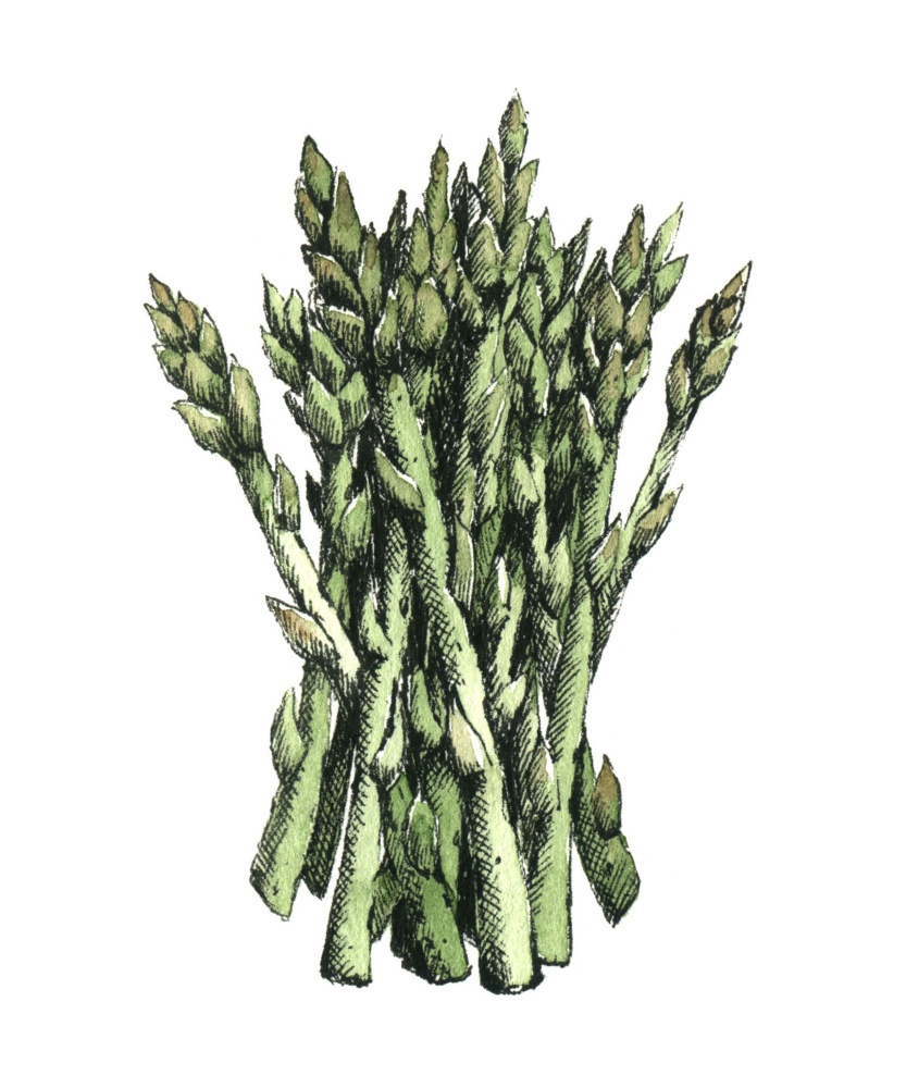 Hand-drawn watercolor image of asparagus. JPEG only