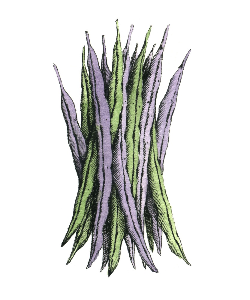 Hand-drawn watercolor image of a green beans. JPEG only