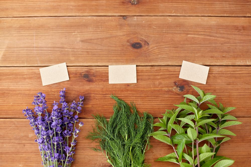 gardening, ethnoscience and herbs concept - bunches of lavender, dill and peppermint with name tags on wooden background. lavender, dill and peppermint on wooden background