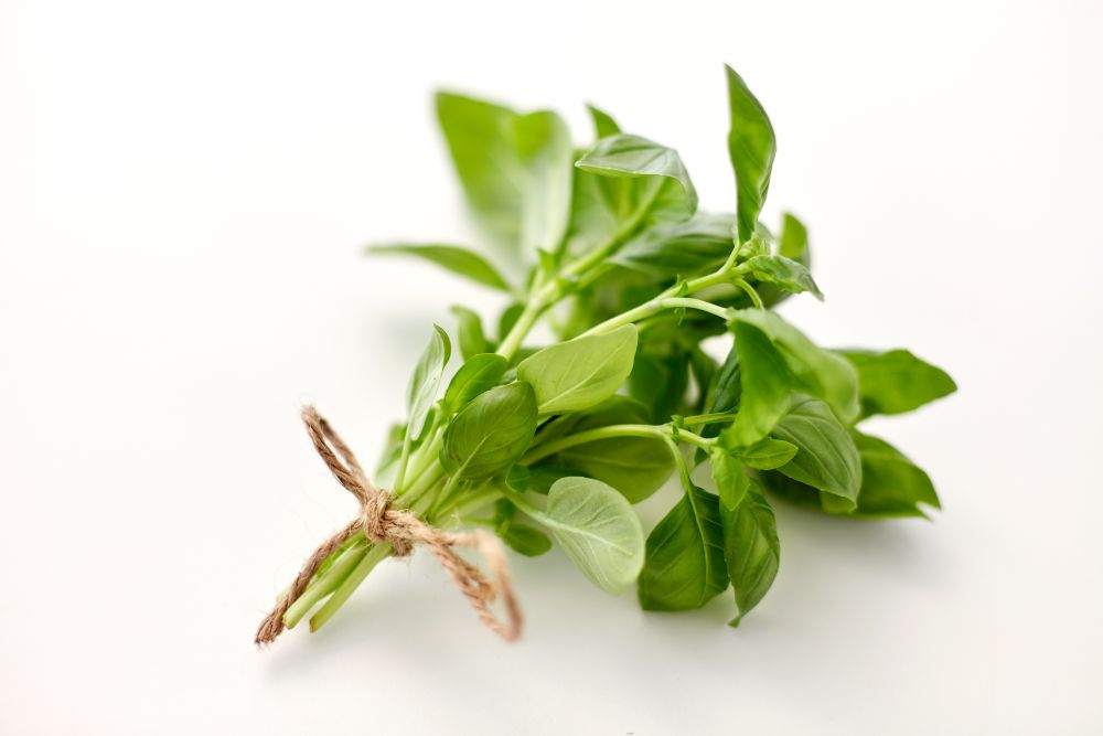 greens, culinary and ethnoscience concept - bunch of basil on white background. bunch of basil on white background