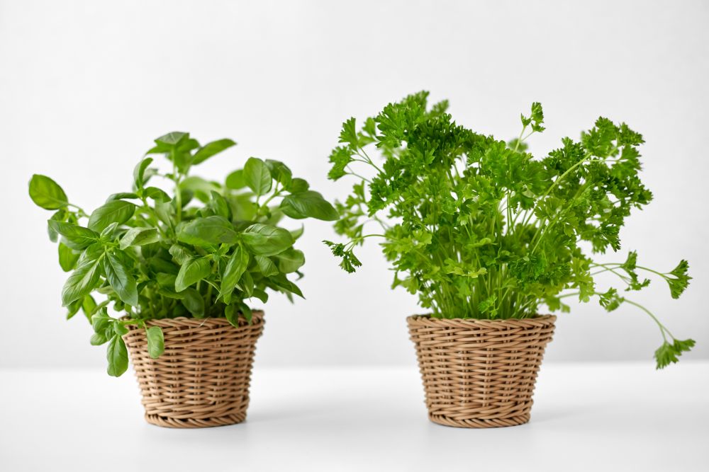 healthy eating, gardening and organic concept - green basil and parsley herbs in wicker baskets on table. basil and parsley herbs in wicker baskets on table