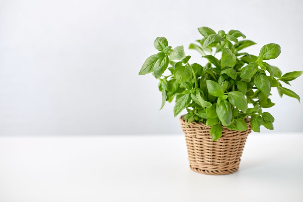 healthy eating, gardening and organic concept - green basil herb in wicker basket on table. green basil herb in wicker basket on table