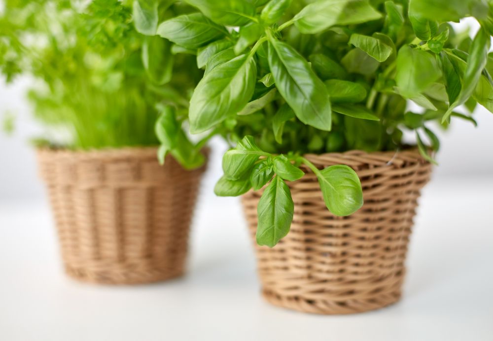 healthy eating, gardening and organic concept - close up of green basil herb in wicker basket on table. close up of green basil herb in wicker basket