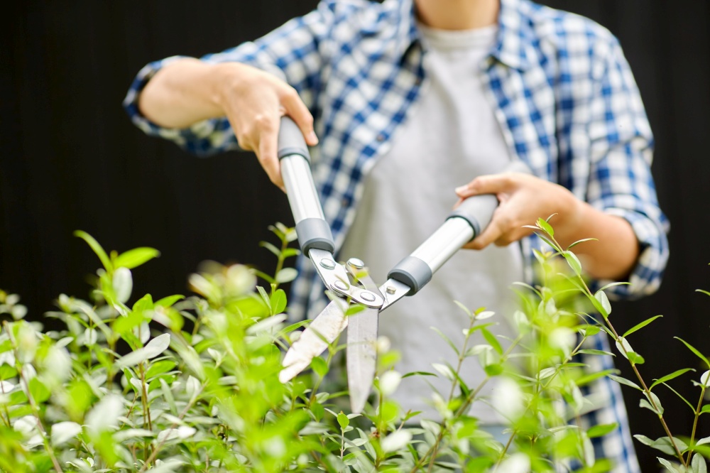 gardening and people concept - woman with pruner or pruning shears cutting branches at summer garden. woman with pruner cutting branches at garden