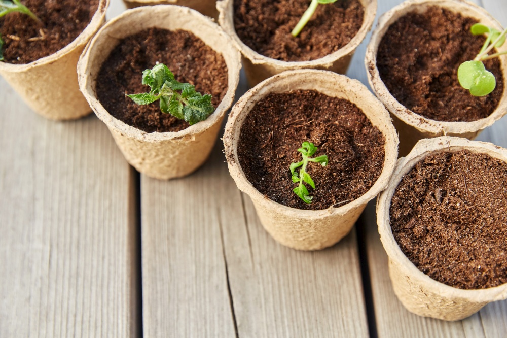 gardening, eco and organic concept - vegetable seedlings in pots with soil on wooden board background. seedlings in pots with soil on wooden background