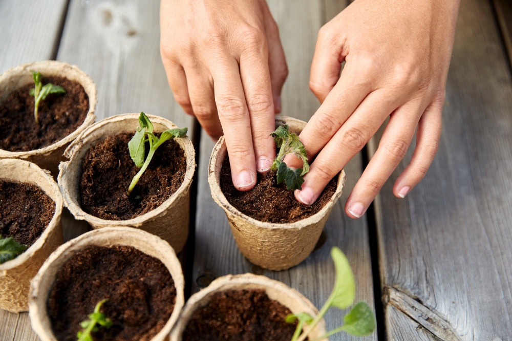gardening, eco and organic concept - hands planting vegetable seedlings in pots with soil on wooden board background. hands planting seedlings in starter pots with soil