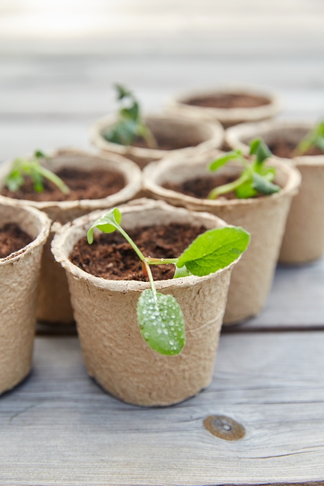 gardening, eco and organic concept - vegetable seedlings in pots with soil on wooden board background. seedlings in pots with soil on wooden background