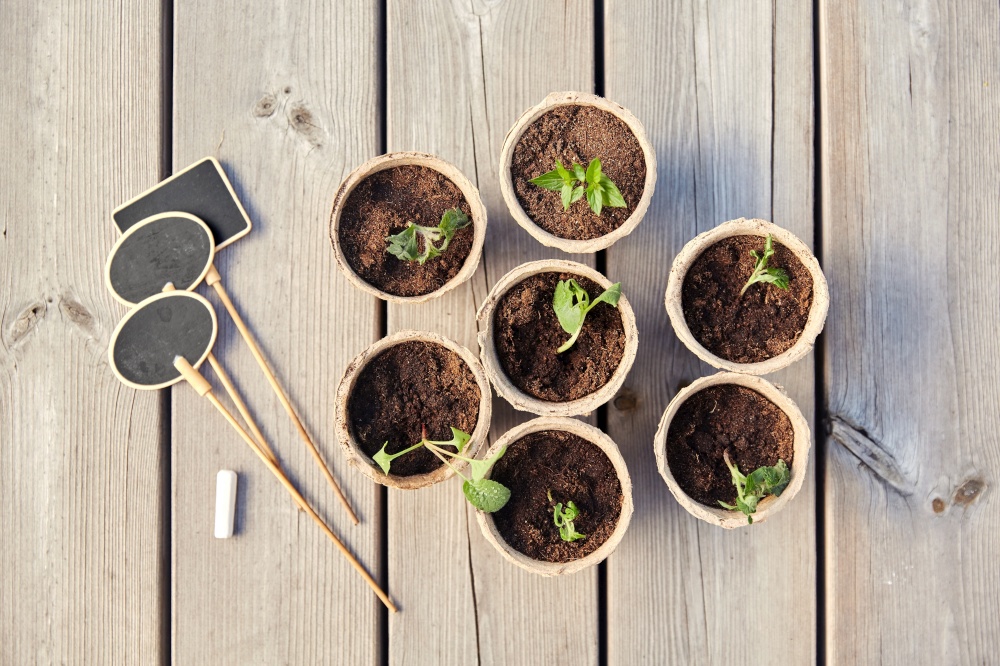 gardening, eco and organic concept - vegetable seedlings in pots with soil and name tags with chalk on wooden board background. seedlings in pots with soil on wooden background