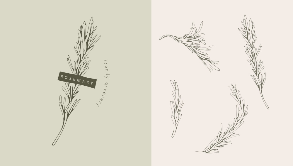 Rosemary logo and branch. Hand drawn wedding herb, plant and monogram with elegant leaves for invitation save the date card design. Botanical rustic trendy greenery vector illustration. Rosemary logo and branch. Hand drawn wedding herb, plant and monogram with elegant leaves for invitation save the date card design. Botanical rustic trendy greenery