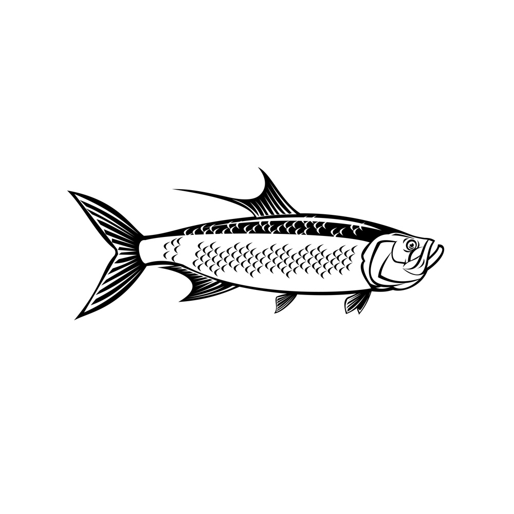 Retro style illustration of an Atlantic tarpon, Megalops atlanticus, Tarpon atlanticus silver king, grand Ecaille or sabalo real, viewed from side on isolated background done in black and white.. Atlantic Tarpon Megalops Atlanticus or Silver King Side View Retro Black and White