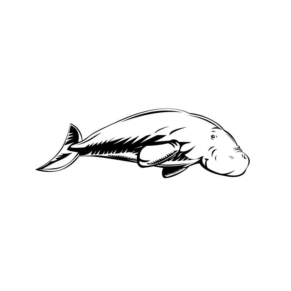 Retro woodcut style illustration of a dugong, a medium-sized marine mammal one of four living species of the order sirenia, viewed from side on isolated background in black and white.. Dugong Medium-Sized Marine Mammal Swimming Side Retro Woodcut Black and White
