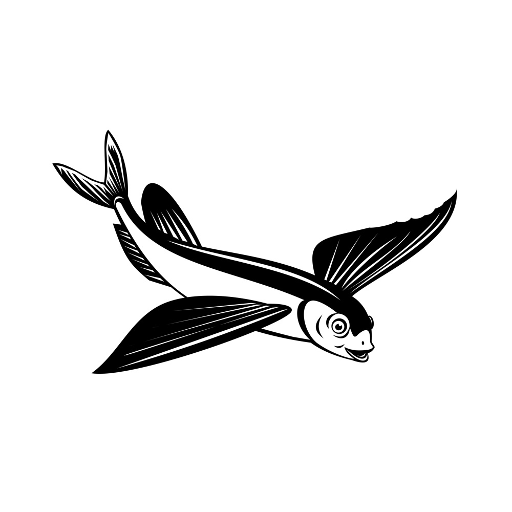 Retro style illustration of a Sailfin flying fish or flying cod viewed from side on high angle on isolated background done in black and white.. Sailfin Flying Fish or Flying Cod Side View Retro Black and White