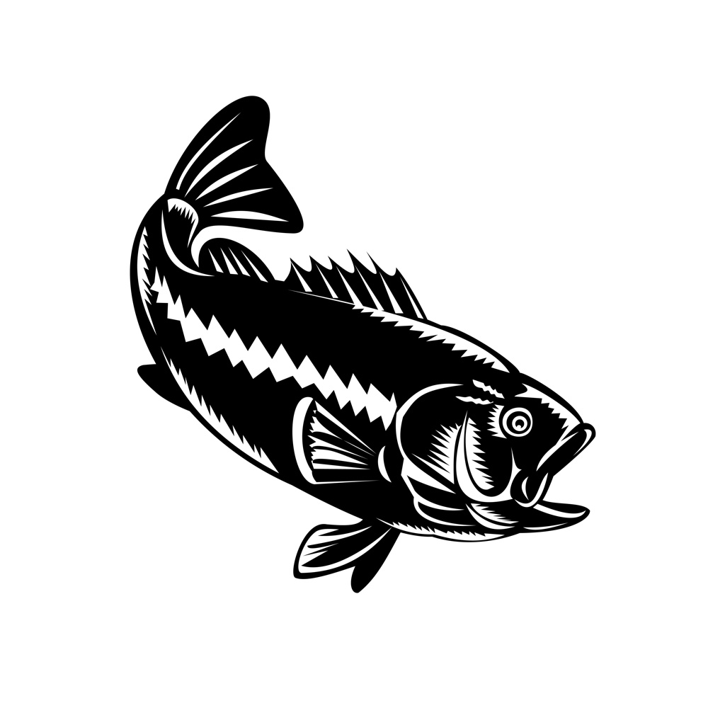 Illustration of a largemouth bass (Micropterus salmoides), species of black bass and a carnivorous freshwater gamefish, diving down done in retro woodcut black and white style.. Largemouth Bass Diving Down Black and White Retro Woodcut