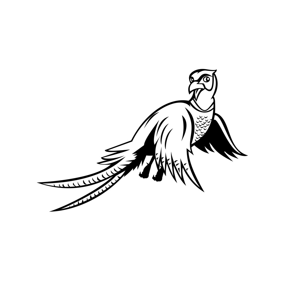 Cartoon style illustration of a ring-necked pheasant Phasianus colchicus, a game bird, flying up viewed from low angle on isolated background done in black and white style.. Ring-Necked Pheasant Flying Up Cartoon Black and White