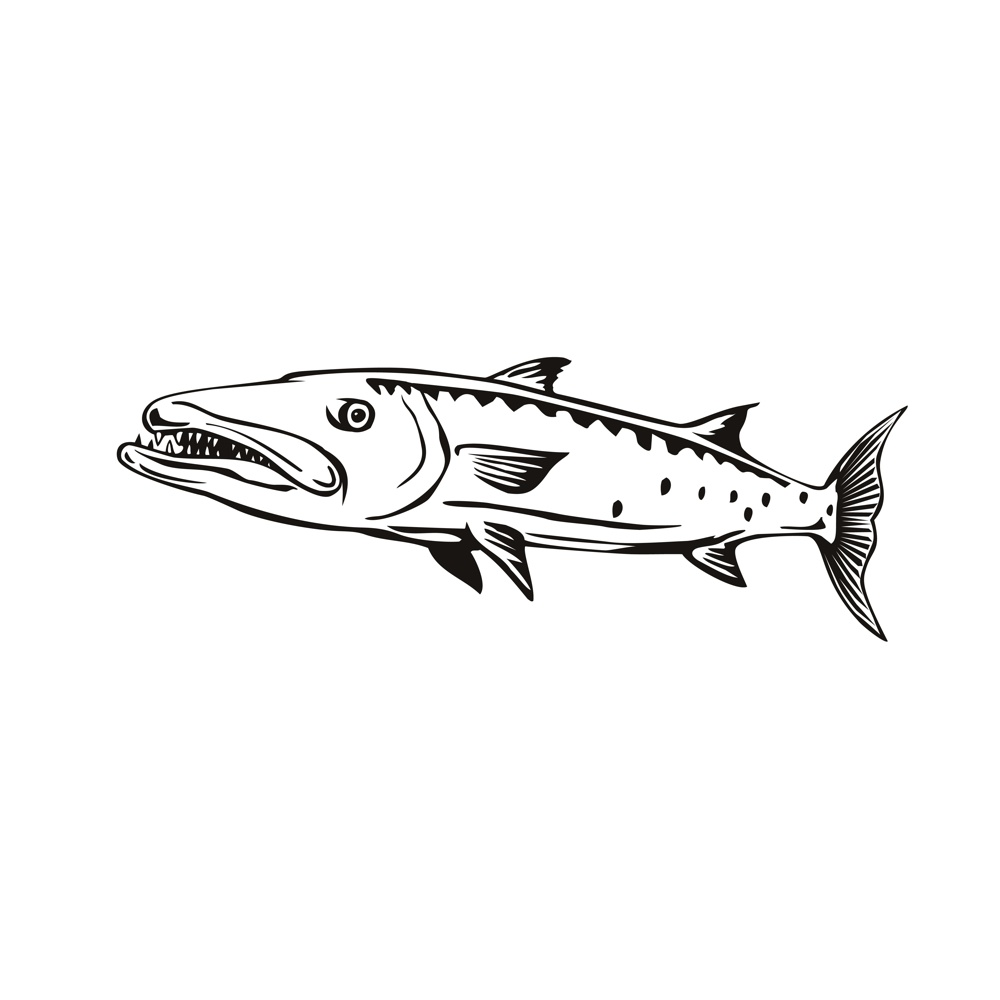 Retro style illustration of a barracuda or Sphyraena barracuda, a large, predatory saltwater ray-finned fish of the genus Sphyraenapredatory, swimming viewed from side on isolated background done in black and white.. Barracuda or Sphyraena Barracuda Swimming Side View Retro Black and White