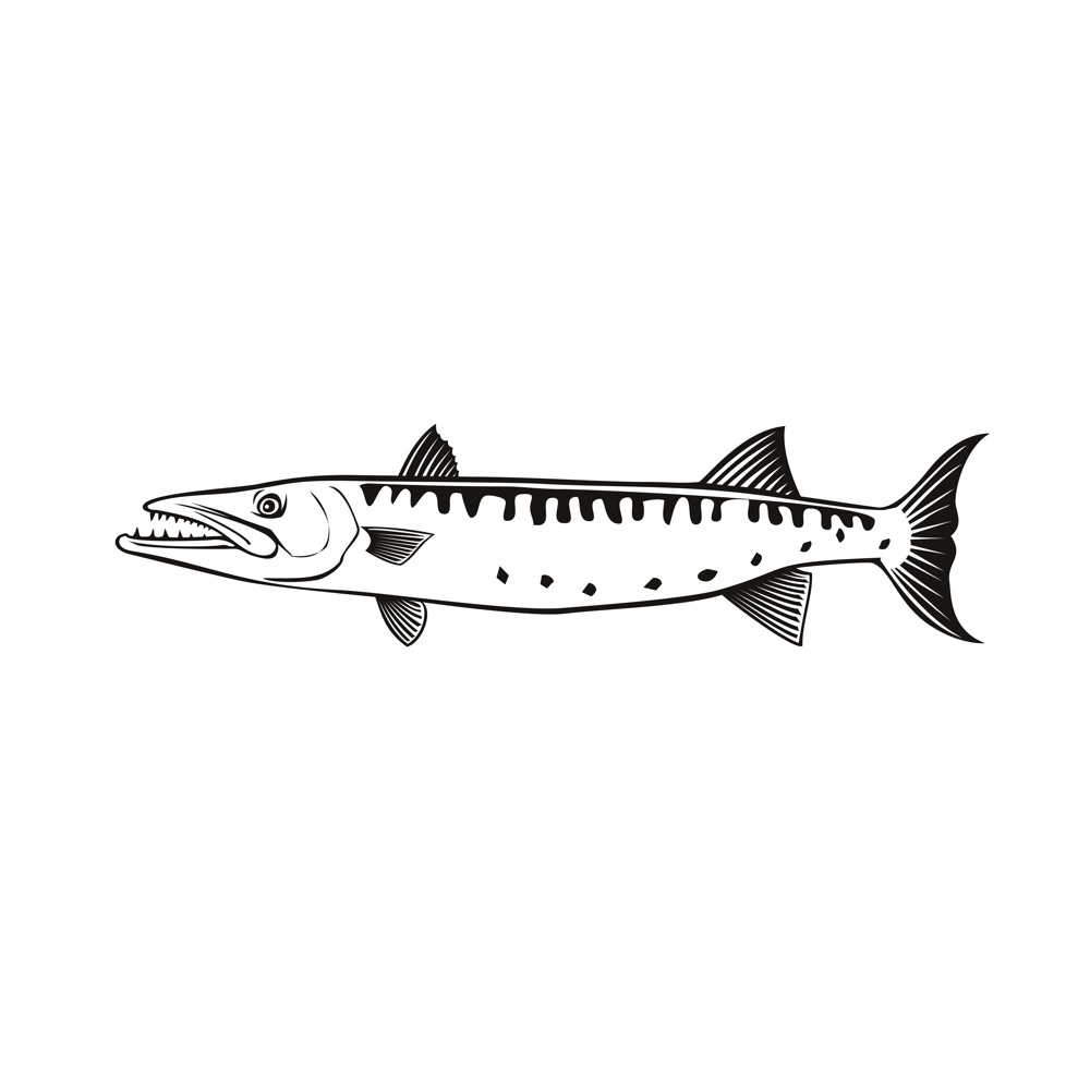 Retro style illustration of a barracuda or Sphyraena barracuda, a large predatory saltwater ray-finned fish of the genus Sphyraenapredatory, swimming side view on isolated background done in black and white.. Barracuda or Sphyraena Barracuda Swimming Side Retro Black and White