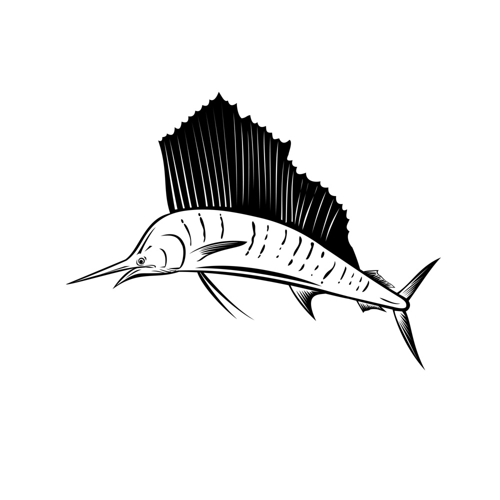 Retro woodcut style illustration of an Indo-Pacific sailfish, a fish of genus istiophorus of billfish native to the Indian and Pacific Oceans, jumping up isolated background done in black and white.. Indo-Pacific Sailfish or Billfish Jumping Up Side Retro Woodcut Black and White