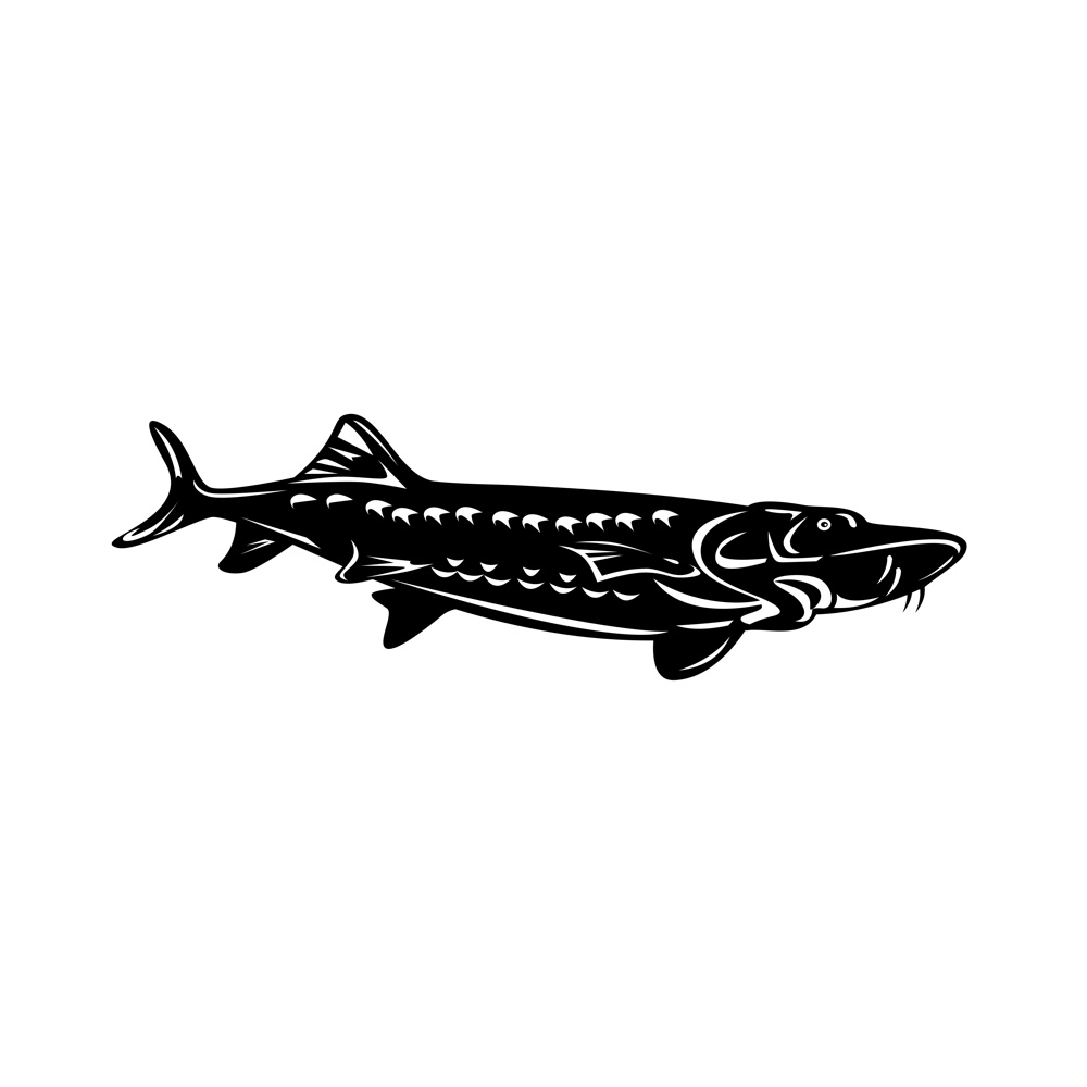 Retro woodcut style illustration of a Atlantic sturgeon Acipenser oxyrinchus oxyrinchus, a member of the family Acipenseridae swimming down isolated background done in black and white.. Atlantic Sturgeon Acipenser Oxyrinchus Oxyrinchus Swimming Down Retro Woodcut Black and White