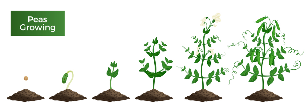 Peas plant growth stages composition with text and set of isolated images representing consequent growth  phases vector illustration