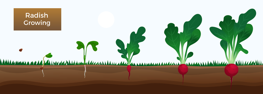 Vegetables growth stages educative horizontal banner with growing radish from seeds sowing germinating to harvesting vector illustration