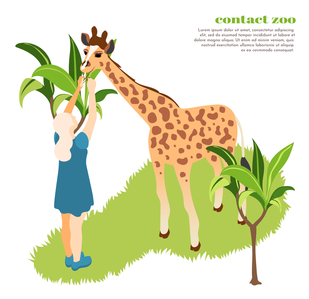 Colored and isometric contact zoo composition girl feed giraffe at the zoo vector illustration