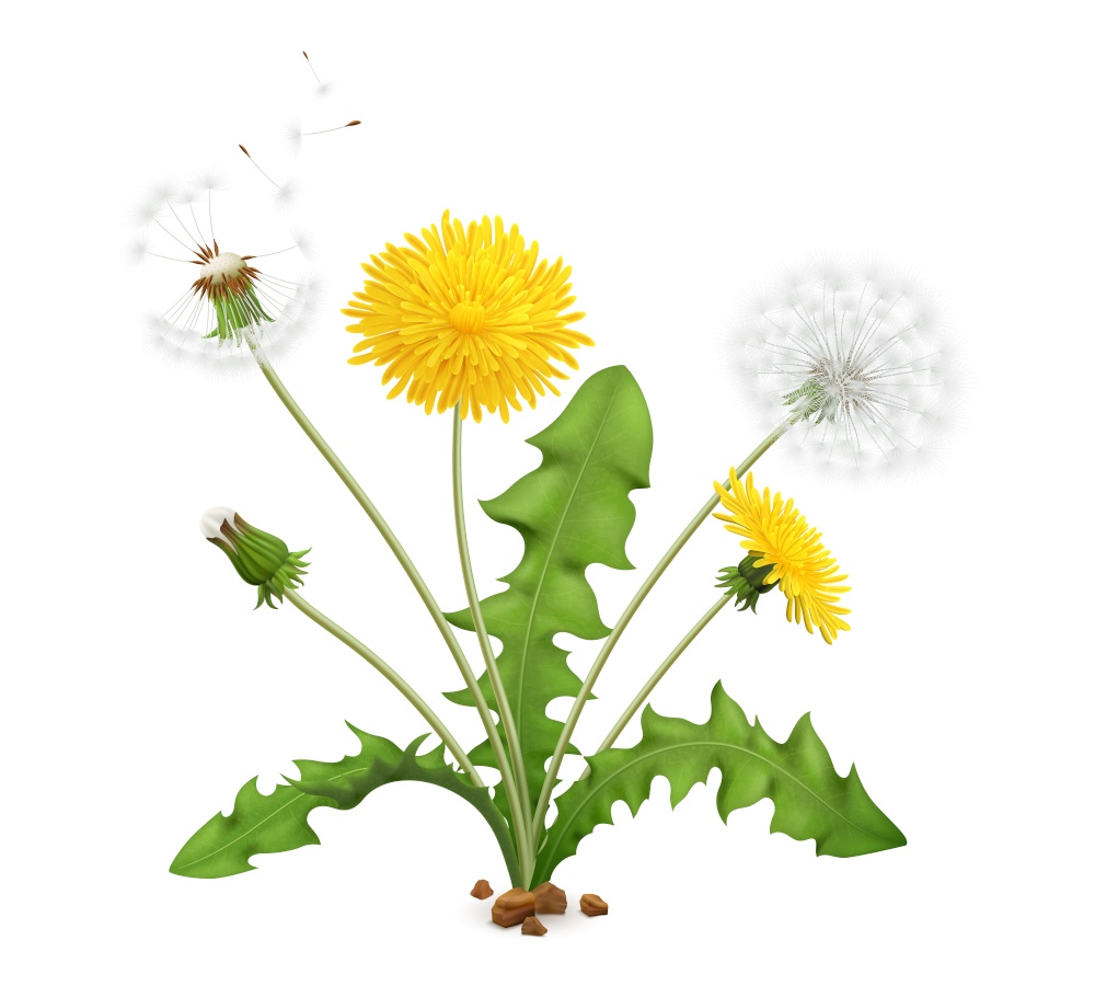 Realistic dandelions set with view of whole plant with stalk leaves and flowers with flying feathers vector illustration