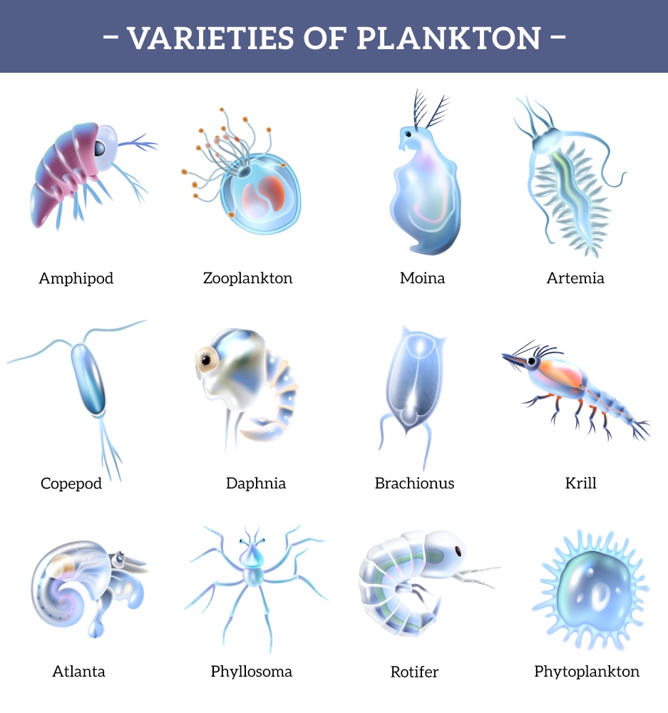 Varieties of plankton isolated icons set with text explanation cartoon vector illustration. Plankton Icons With Text Explanation