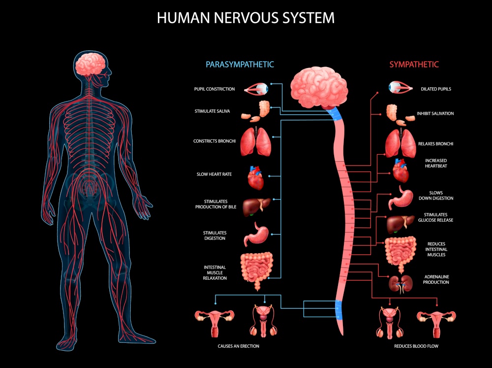 Human body nervous system sympathetic parasympathetic charts with realistic organs depiction anatomical terminology black background vector illustration. Human Nervous System Background