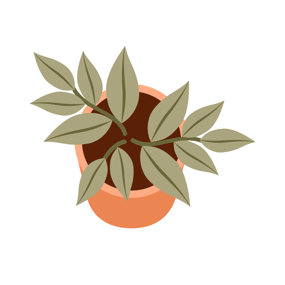 Home plant on a white background. Top view. Vector flat illustration