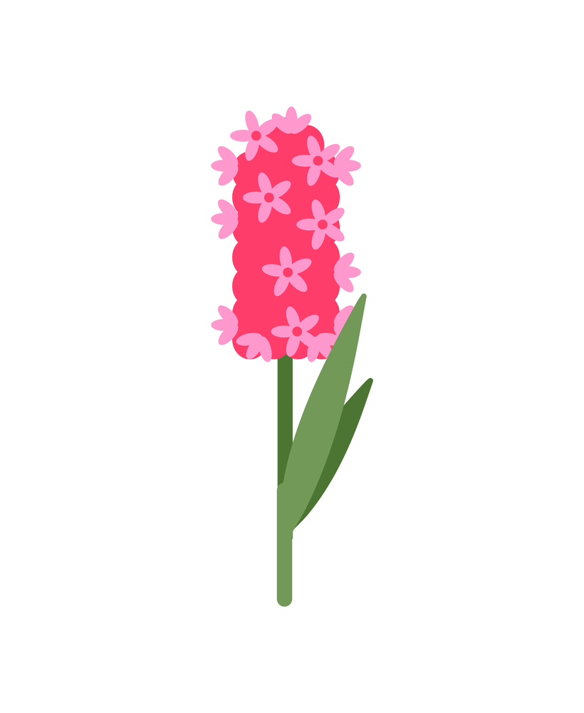 Flower hyacinth vector, isolated icon of flora decoration with leaves and stable. Spring blooming with foliage, natural present for holiday celebration. Pink Hyacinthus with Small Flowering, Isolated