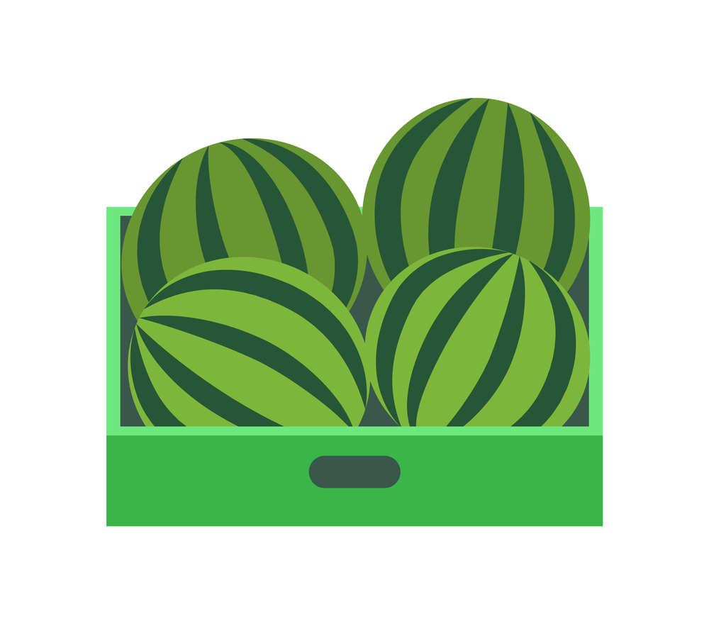 Shelf with watermelons in supermarket grocery store, vector retail market isolated icon. Tray with tropical fruits, fresh berries in container or package. Shelf with Watermelons, Supermarket Grocery Store