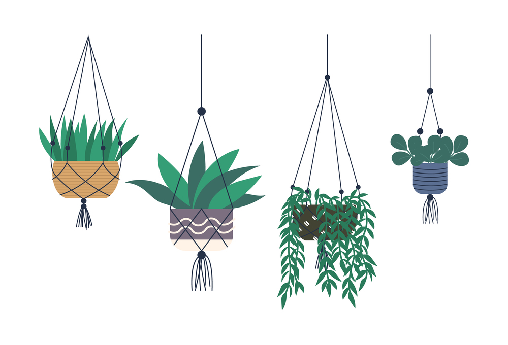 House plants placed in hanging pots vector, isolated set of houseplants with foliage. Flora flat style, floral decoration, potted botany natural herb. Room Plants of Greenhouse Hanging Pots Isolated