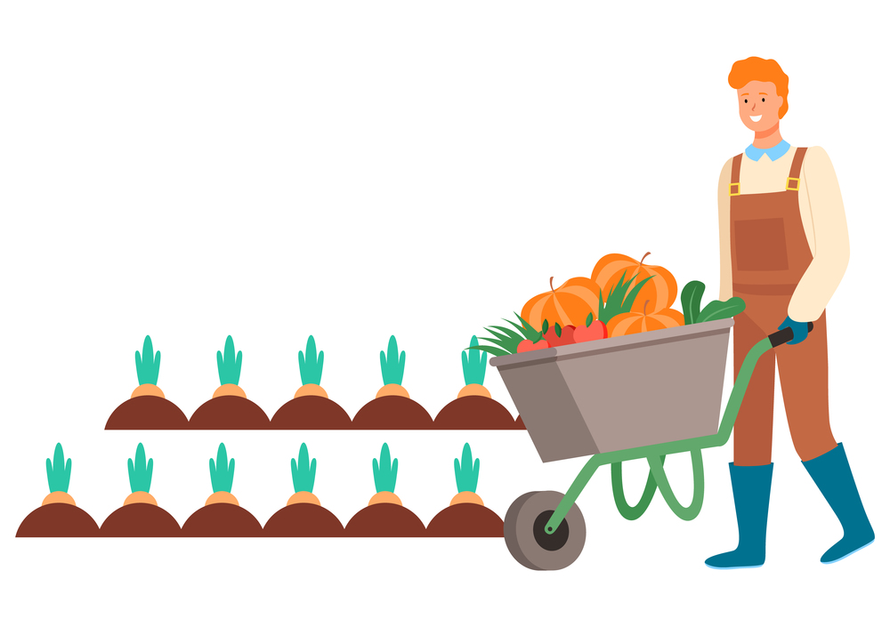 Farmer with harvested veggies vector, man pushing metal carriage loaded with pumpkins, transportation of vegetables from plantation, flat style character. Man Farming on Field, Plantation of Carrots Vector