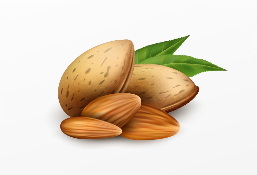 Realistic almonds with green leaves Isolated on a white background. Healthy eating concept. Vector illustration EPS10. Realistic almonds with green leaves Isolated on a white background. Healthy eating concept. Vector illustration
