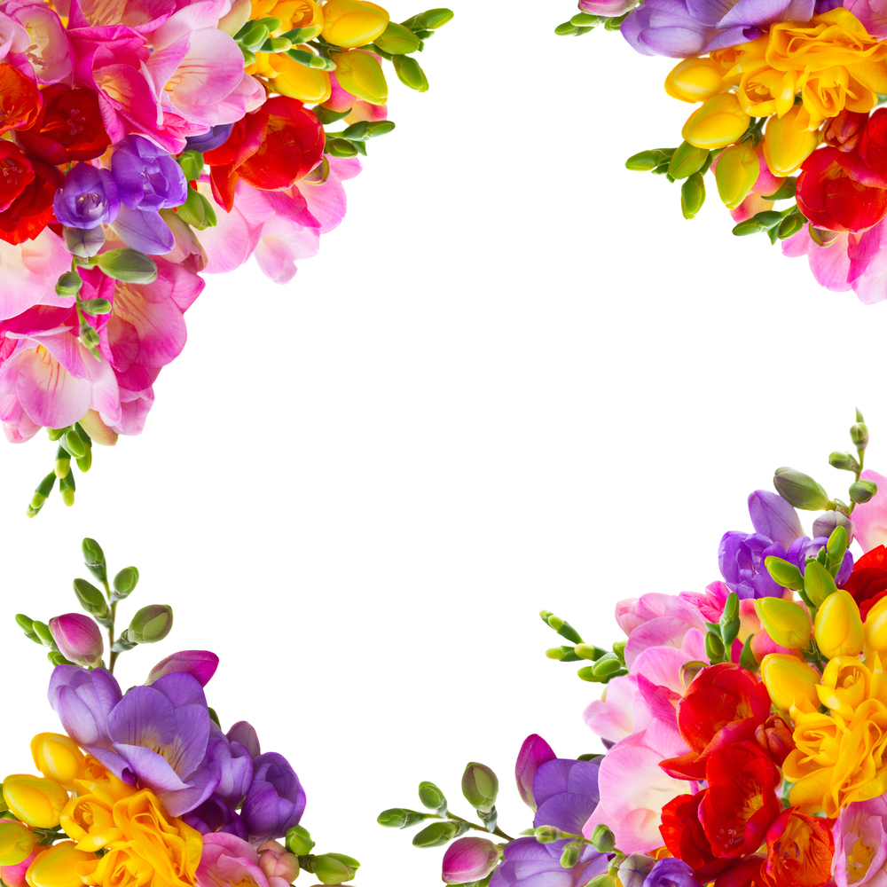 Fresh yellow, red, pink and blue freesia flowers frame over white background. Fresh freesia flowers