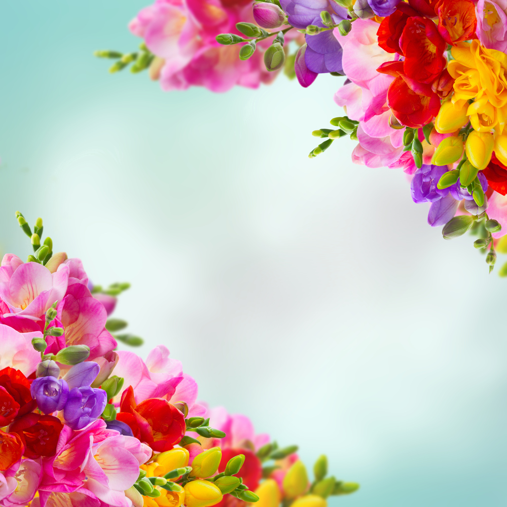 Fresh yellow, red, pink and blue freesia flowers frame over blue background with copy space. Fresh freesia flowers