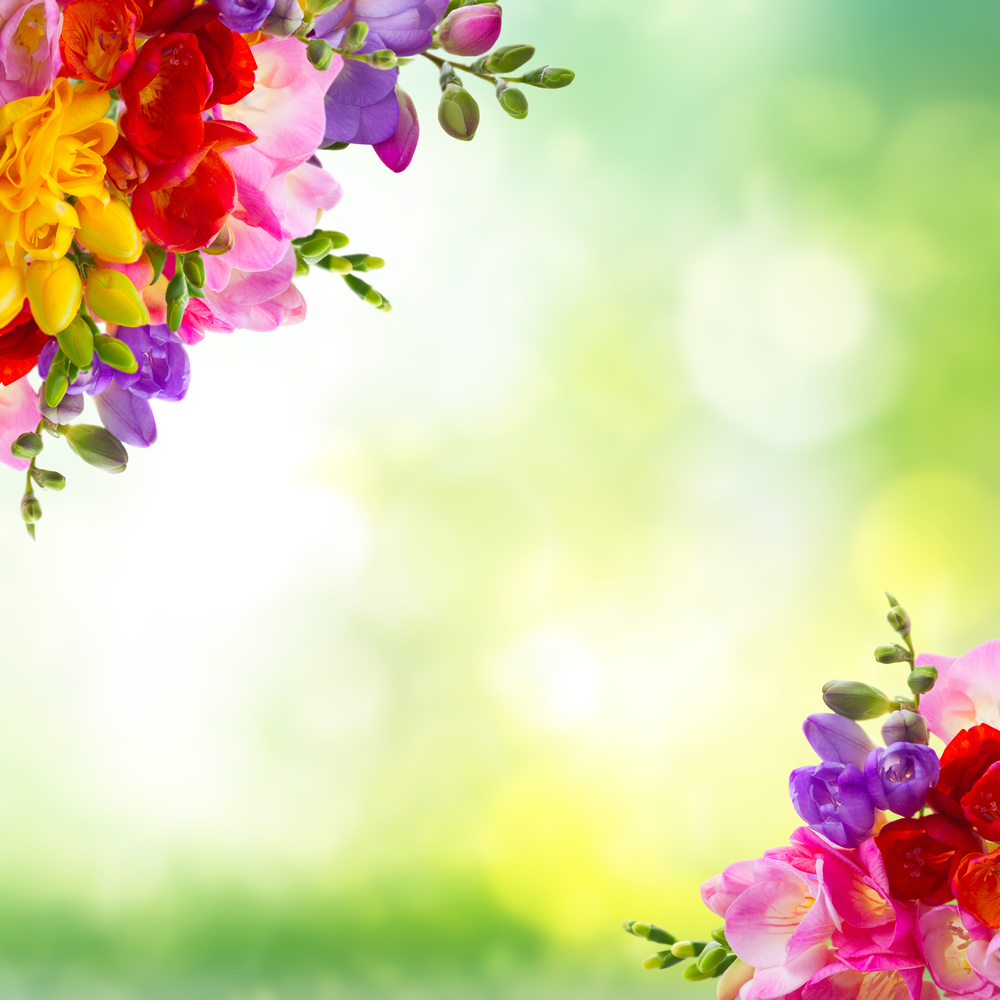 Fresh yellow, red, pink and blue freesia flowers frame over green background. Fresh freesia flowers