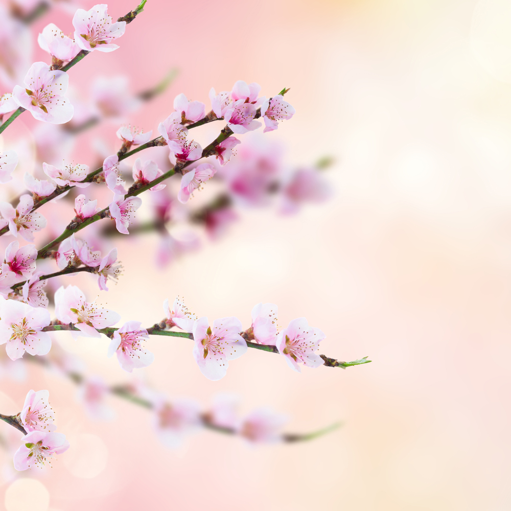 Cherry tree branch with blooming flowers ib garden over pink bokeh background. Cherry tree twig