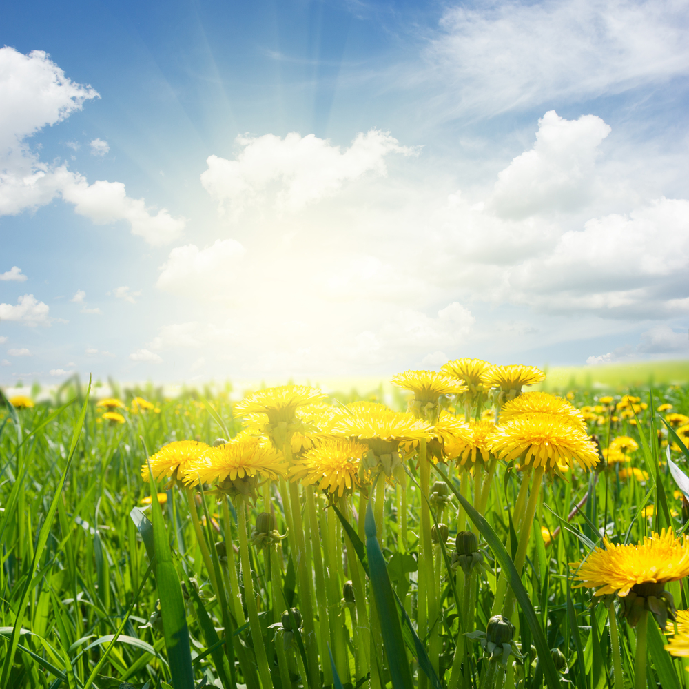field with green grass and yellow dandelions under blue sky. dandelion field