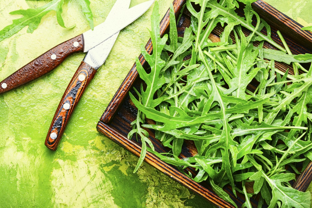 Heap of green fresh rucola or arugula leaf. Fresh arugula or rucola leaves