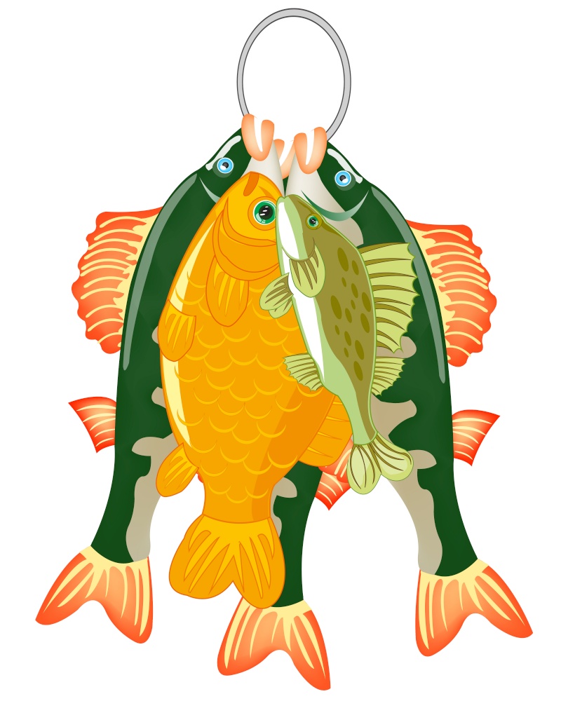 Vector illustration of the catch from caughted river fish. Caughted catch of fish on white background is insulated